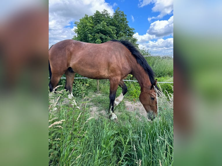 Schweres Warmblut Mix Wallach 4 Jahre 157 cm Brauner in Neustadt am Rübenberge