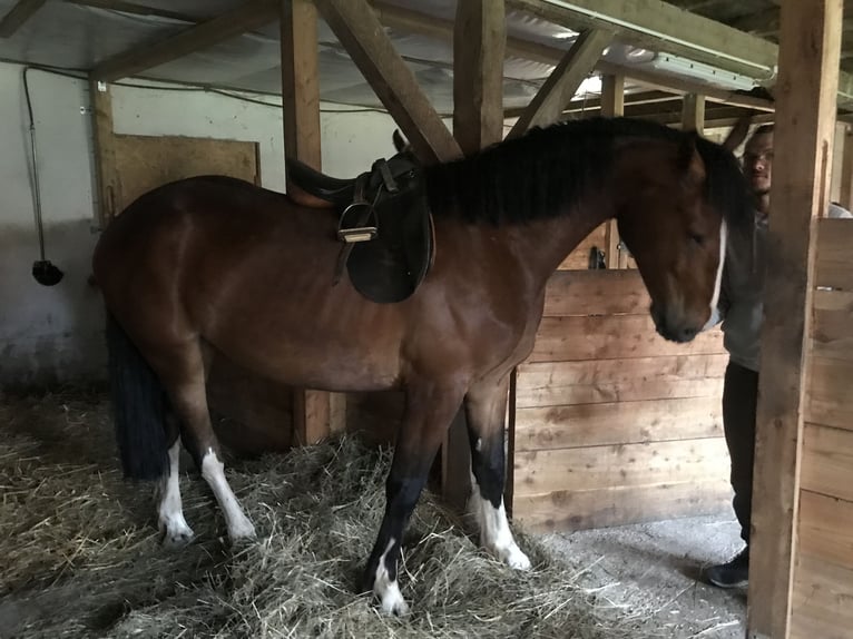 Schweres Warmblut Mix Wallach 4 Jahre 157 cm Brauner in Neustadt am Rübenberge