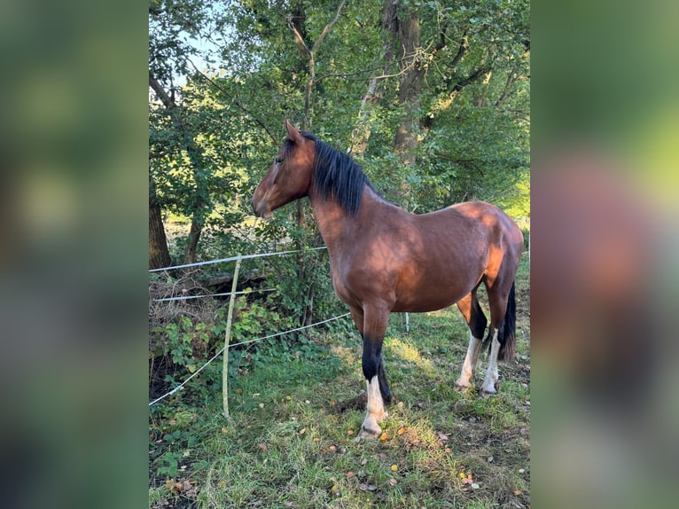 Schweres Warmblut Mix Wallach 4 Jahre 157 cm Brauner in Neustadt am Rübenberge