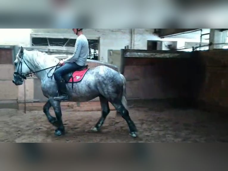 Schweres Warmblut Wallach 4 Jahre 157 cm Schimmel in Kamenz