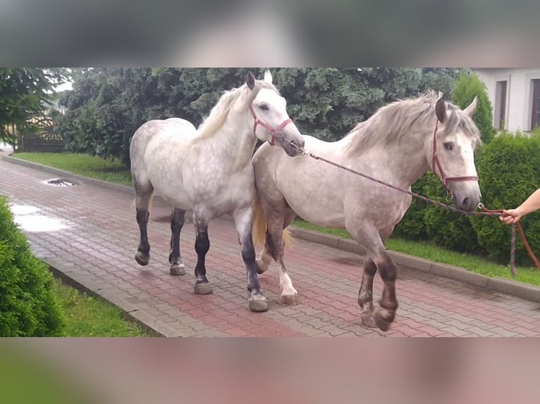 Schweres Warmblut Wallach 4 Jahre 157 cm Schimmel in Kamenz