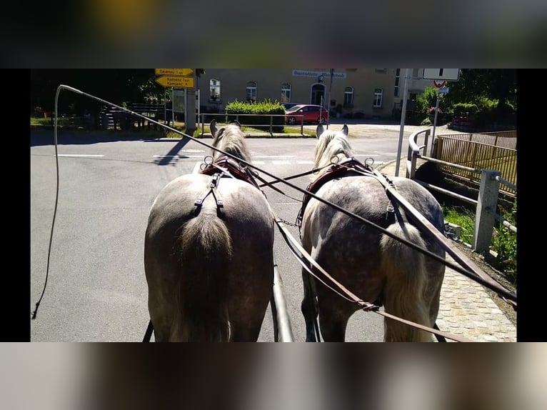 Schweres Warmblut Wallach 4 Jahre 157 cm Schimmel in Kamenz