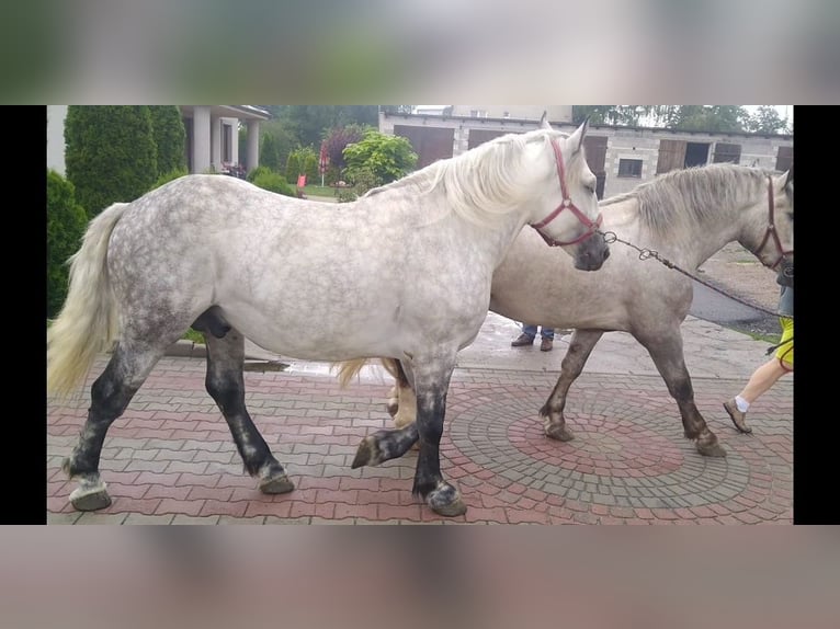 Schweres Warmblut Wallach 4 Jahre 157 cm Schimmel in Kamenz