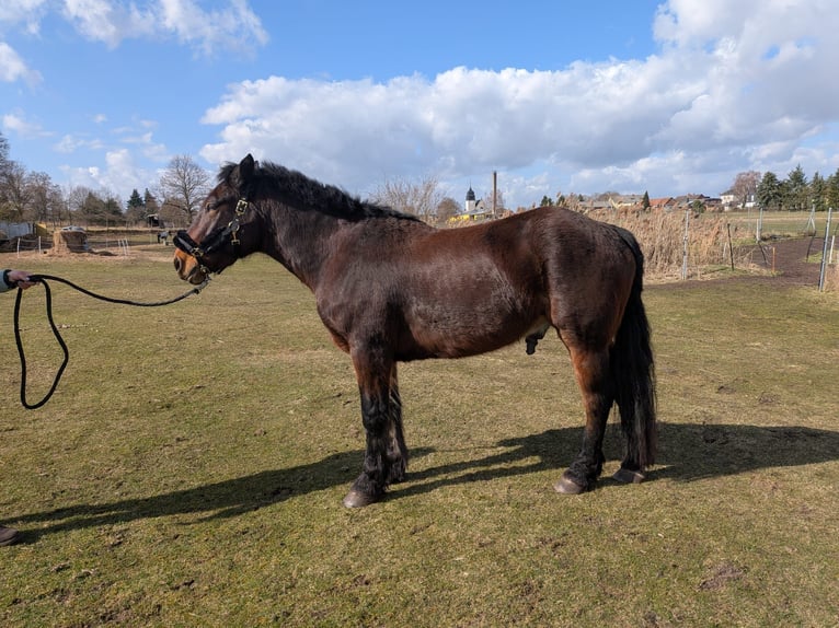 Schweres Warmblut Wallach 4 Jahre 158 cm Dunkelbrauner in Glindenberg