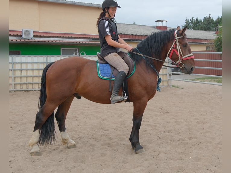 Schweres Warmblut Wallach 4 Jahre 160 cm Brauner in Buttstädt