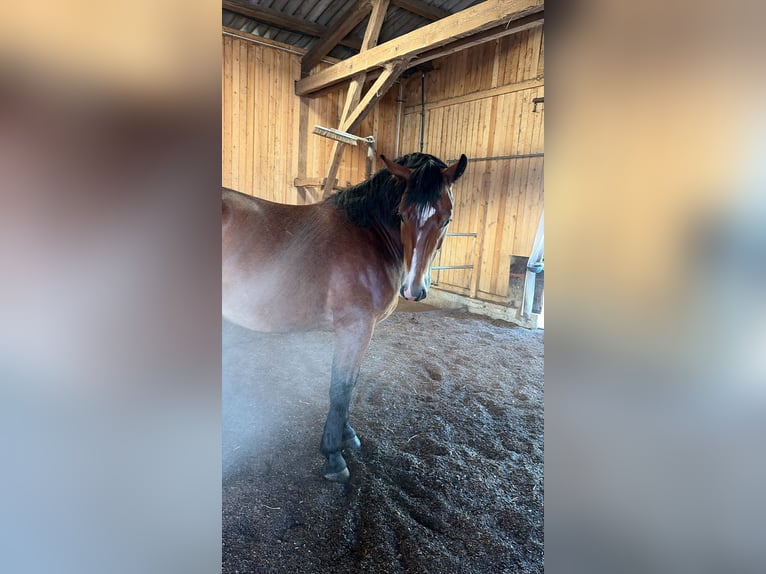 Schweres Warmblut Mix Wallach 4 Jahre 160 cm Brauner in Ellwangen (Jagst)
