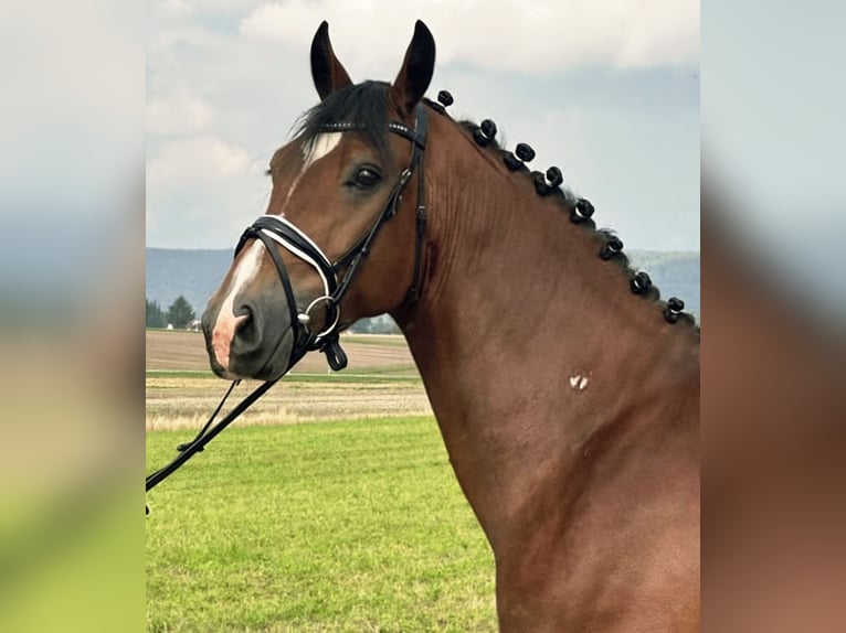 Schweres Warmblut Mix Wallach 4 Jahre 160 cm Brauner in Ellwangen (Jagst)