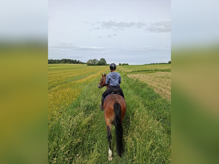 Schweres Warmblut Mix Wallach 4 Jahre 160 cm Brauner in Ellwangen (Jagst)