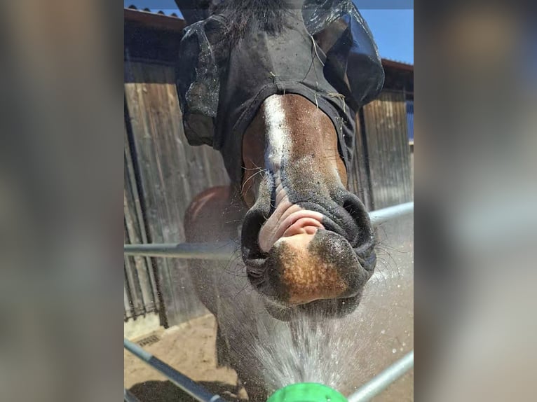 Schweres Warmblut Mix Wallach 4 Jahre 160 cm Brauner in Ellwangen (Jagst)