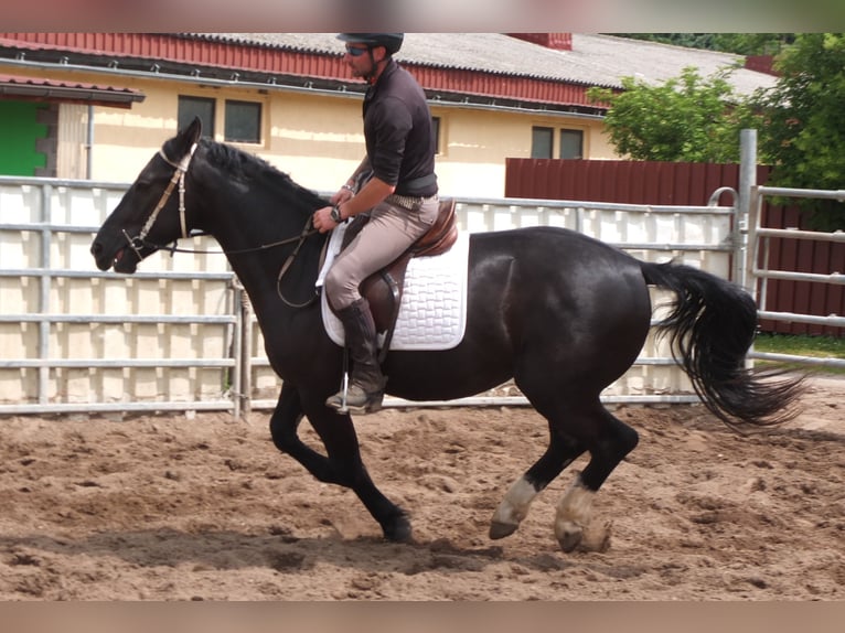 Schweres Warmblut Wallach 4 Jahre 160 cm Rappe in Buttstädt
