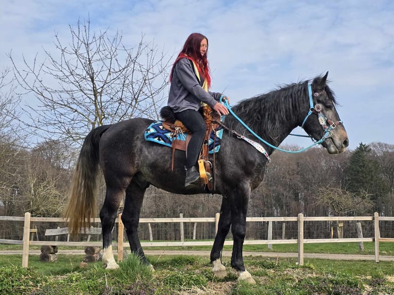 Schweres Warmblut Wallach 4 Jahre 160 cm Rappschimmel in Linkenbach