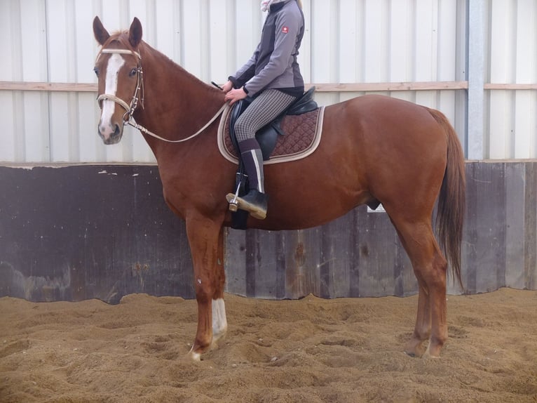 Schweres Warmblut Mix Wallach 4 Jahre 162 cm Dunkelfuchs in Buttstädt