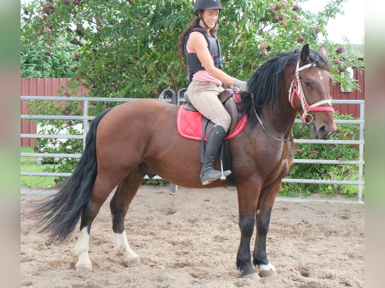 Schweres Warmblut Mix Wallach 4 Jahre 162 cm Dunkelfuchs in Buttstädt
