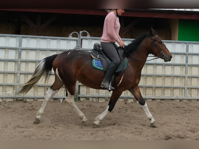 Schweres Warmblut Mix Wallach 4 Jahre 162 cm Dunkelfuchs in Buttstädt