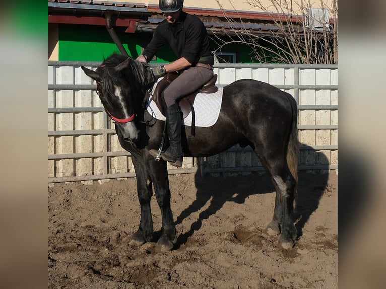 Schweres Warmblut Mix Wallach 4 Jahre 162 cm Dunkelfuchs in Buttstädt