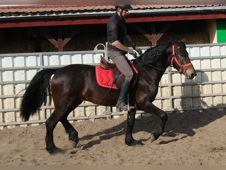 Schweres Warmblut Mix Wallach 4 Jahre 162 cm Dunkelfuchs in Buttstädt