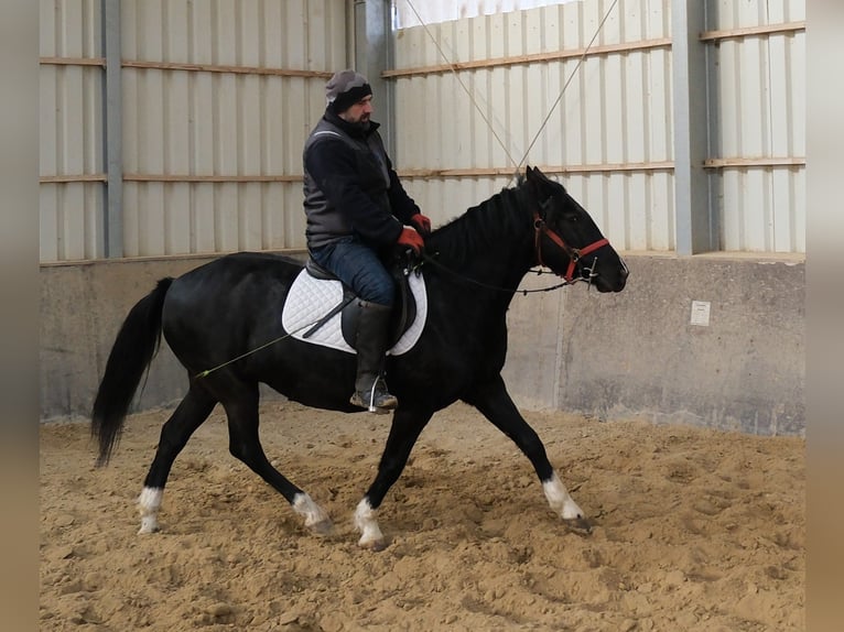 Schweres Warmblut Mix Wallach 4 Jahre 162 cm Dunkelfuchs in Buttstädt