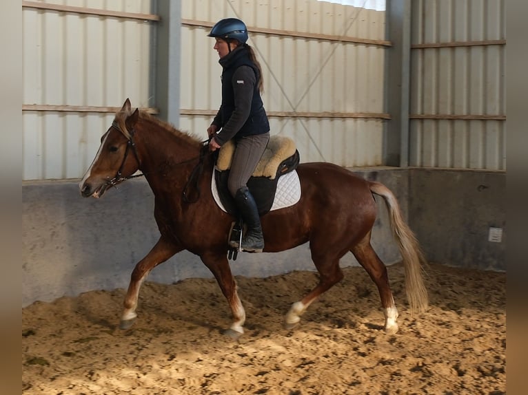 Schweres Warmblut Mix Wallach 4 Jahre 162 cm Dunkelfuchs in Buttstädt