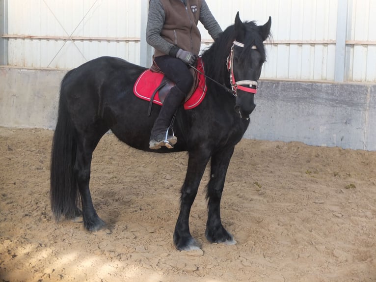 Schweres Warmblut Mix Wallach 4 Jahre 162 cm Dunkelfuchs in Buttstädt