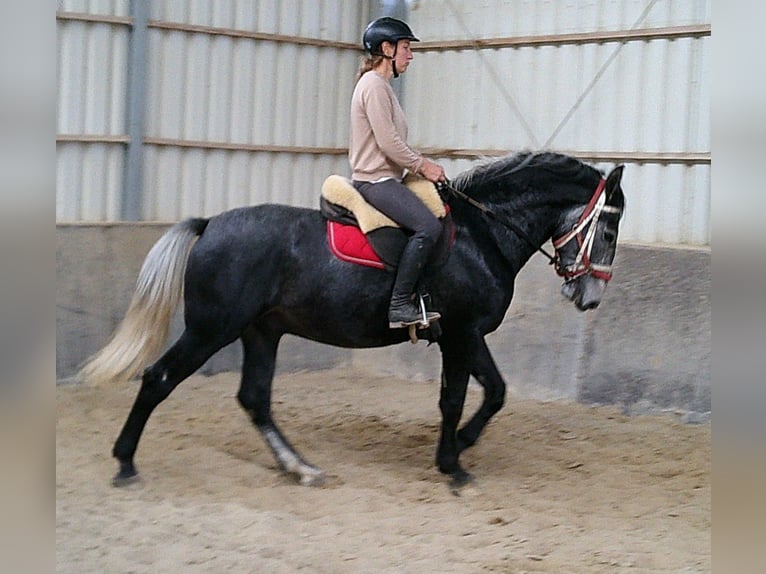 Schweres Warmblut Mix Wallach 4 Jahre 162 cm Dunkelfuchs in Buttstädt