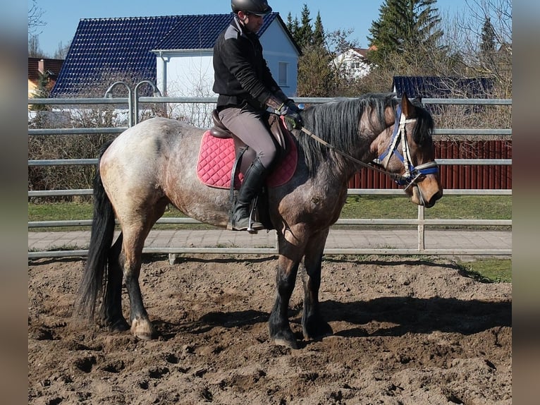 Schweres Warmblut Mix Wallach 4 Jahre 162 cm Dunkelfuchs in Buttstädt