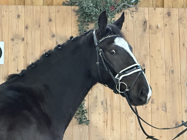 Schweres Warmblut Wallach 4 Jahre 162 cm Rappe in Riedlingen