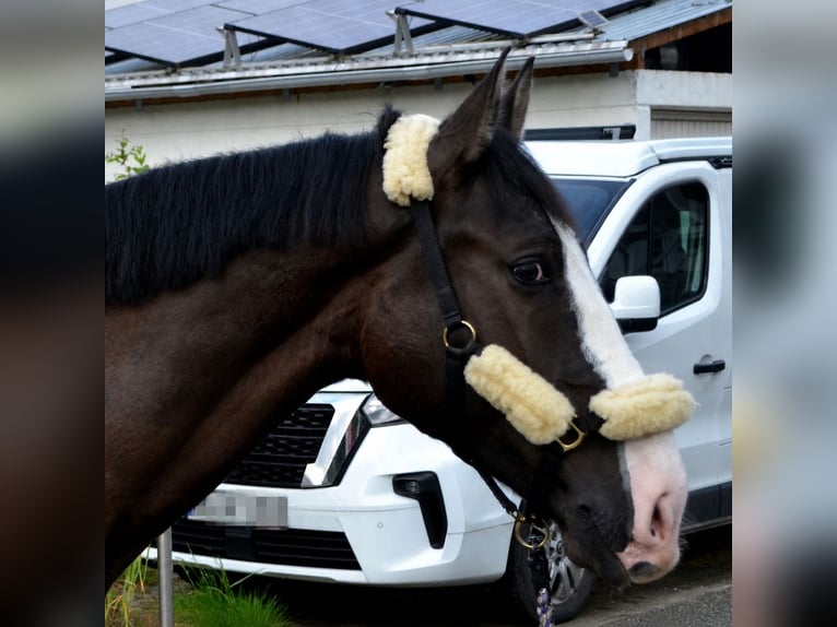 Schweres Warmblut Wallach 4 Jahre 162 cm Rappe in Bretten