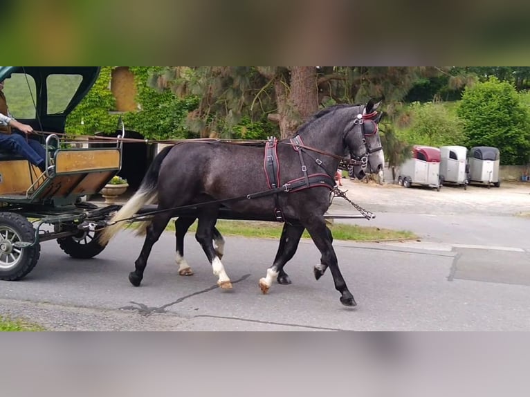 Schweres Warmblut Wallach 4 Jahre 162 cm Schimmel in Kamenz