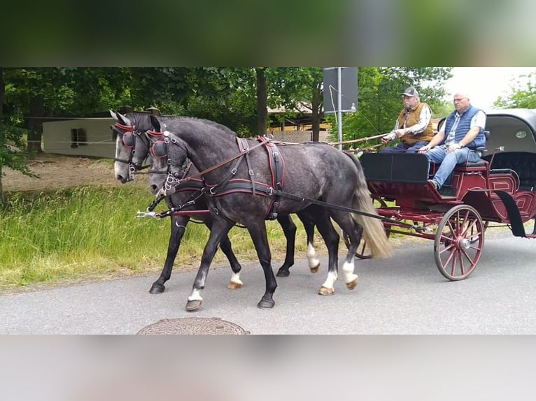 Schweres Warmblut Wallach 4 Jahre 162 cm Schimmel in Kamenz