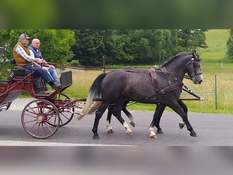 Schweres Warmblut Wallach 4 Jahre 162 cm Schimmel in Kamenz