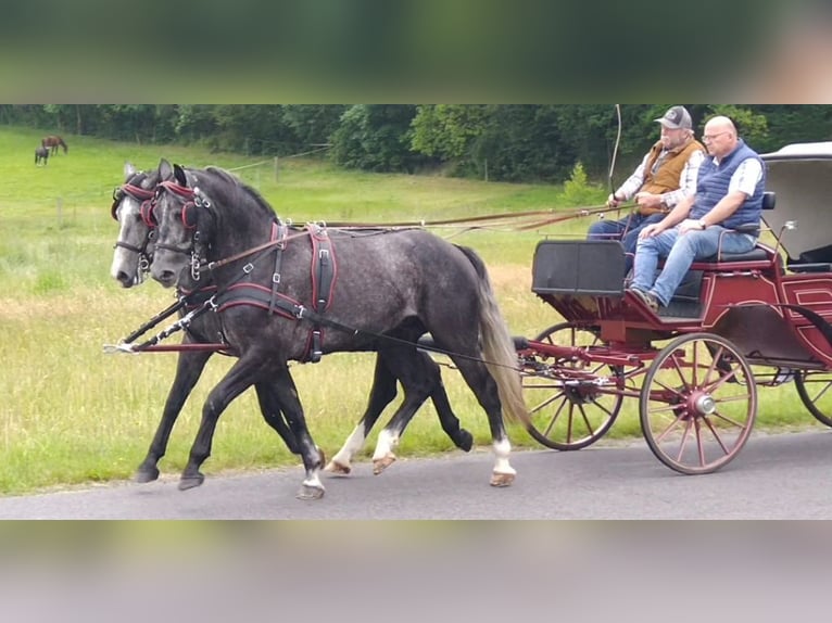 Schweres Warmblut Wallach 4 Jahre 162 cm Schimmel in Kamenz