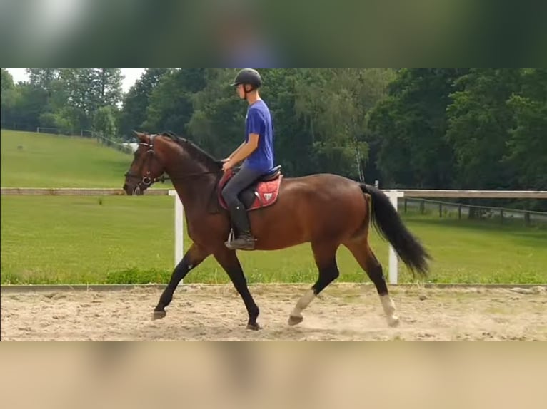 Schweres Warmblut Wallach 4 Jahre 163 cm Brauner in Kamenz