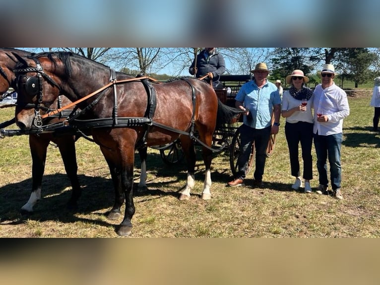 Schweres Warmblut Wallach 4 Jahre 163 cm Brauner in Kamenz