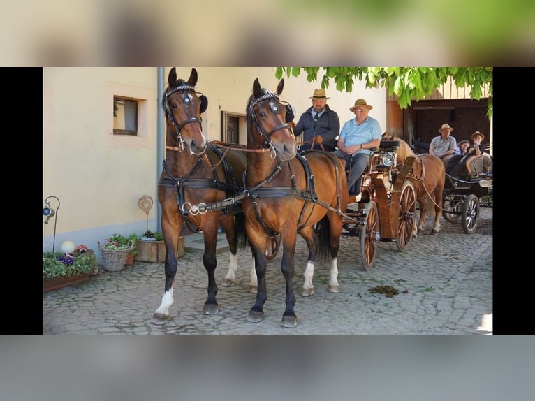 Schweres Warmblut Wallach 4 Jahre 163 cm Brauner in Kamenz