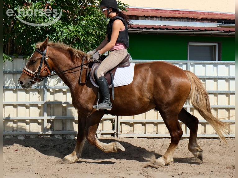 Schweres Warmblut Mix Wallach 4 Jahre 163 cm Dunkelfuchs in Buttstädt