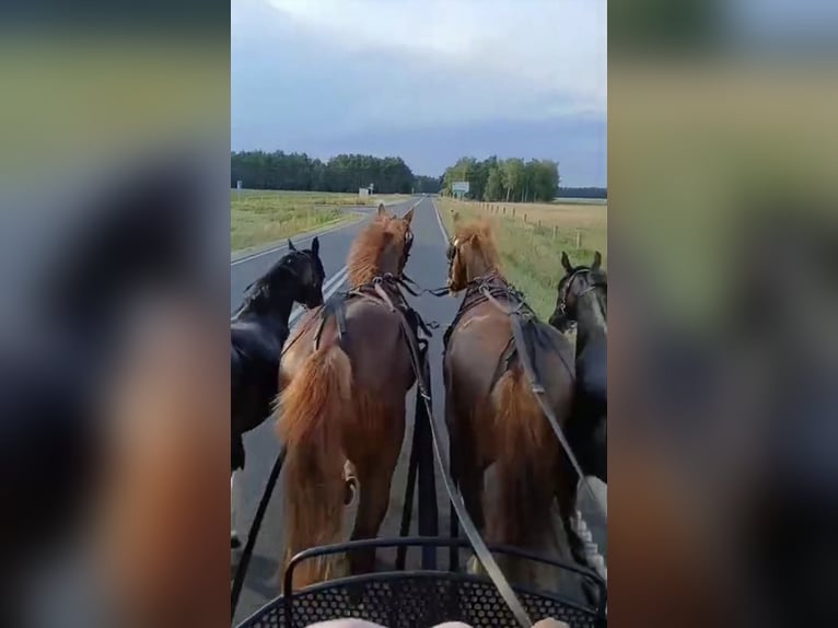 Schweres Warmblut Wallach 4 Jahre 163 cm Fuchs in Daleiden