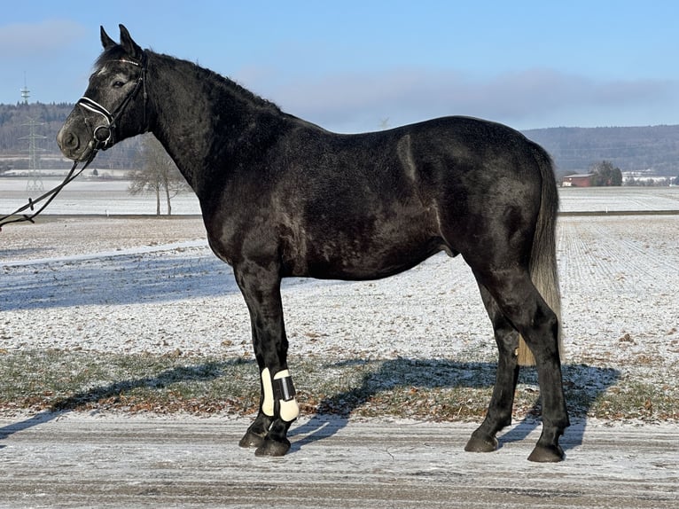 Schweres Warmblut Wallach 4 Jahre 163 cm Rappschimmel in Riedlingen