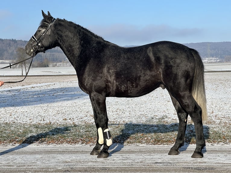 Schweres Warmblut Wallach 4 Jahre 163 cm Rappschimmel in Riedlingen