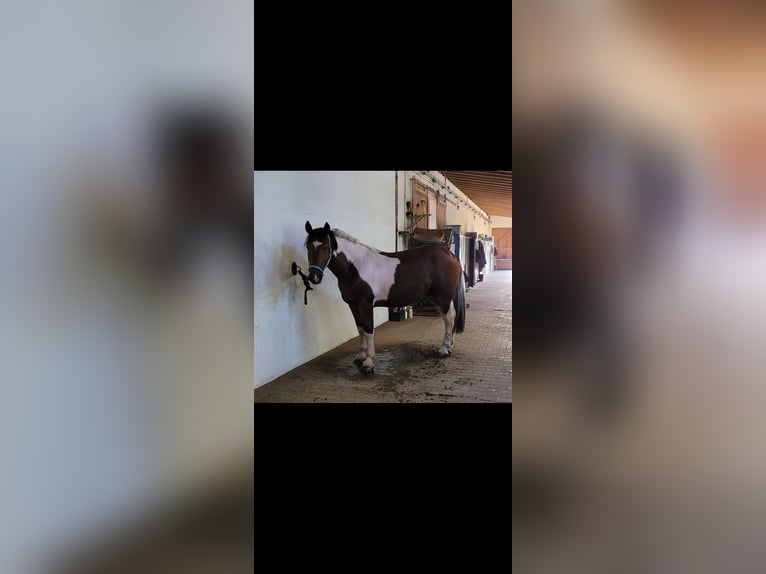 Schweres Warmblut Wallach 4 Jahre 163 cm Schecke in Limburg an der Lahn