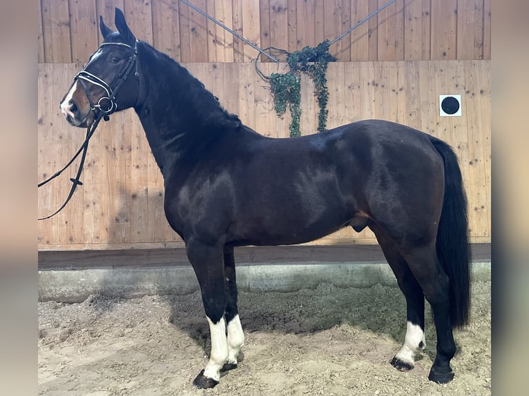Schweres Warmblut Wallach 4 Jahre 164 cm Dunkelbrauner in Riedlingen