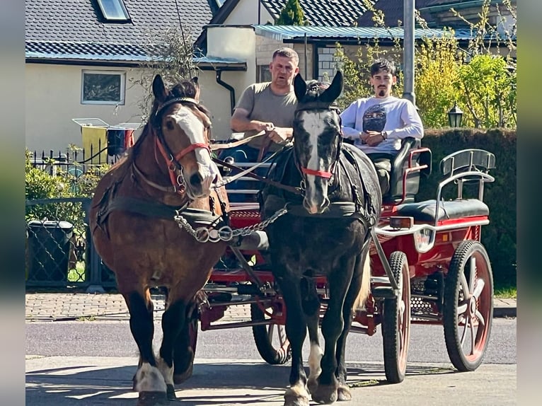 Schweres Warmblut Wallach 4 Jahre 164 cm in Rottstock