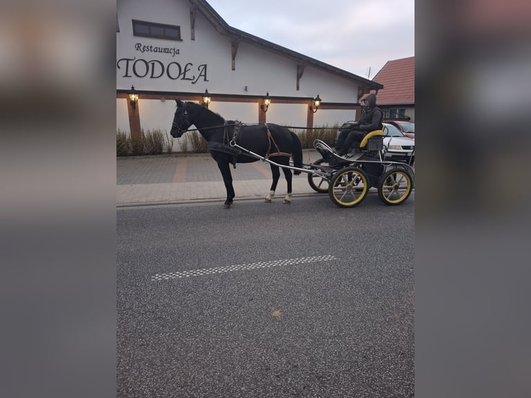 Schweres Warmblut Wallach 4 Jahre 164 cm Rappe in Kamenz