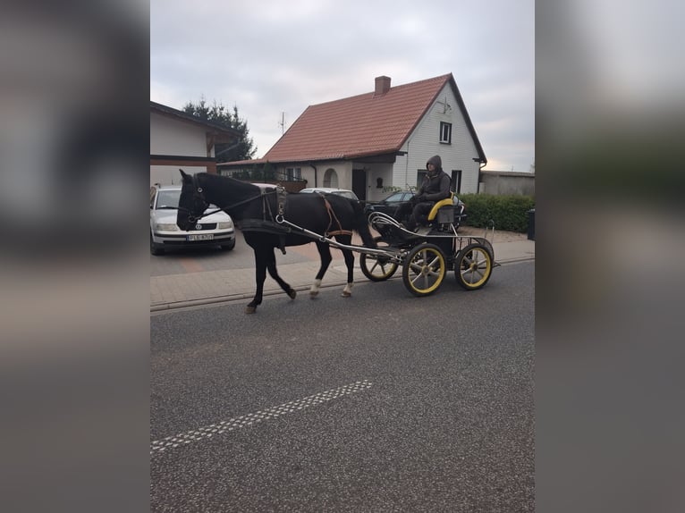 Schweres Warmblut Wallach 4 Jahre 164 cm Rappe in Kamenz