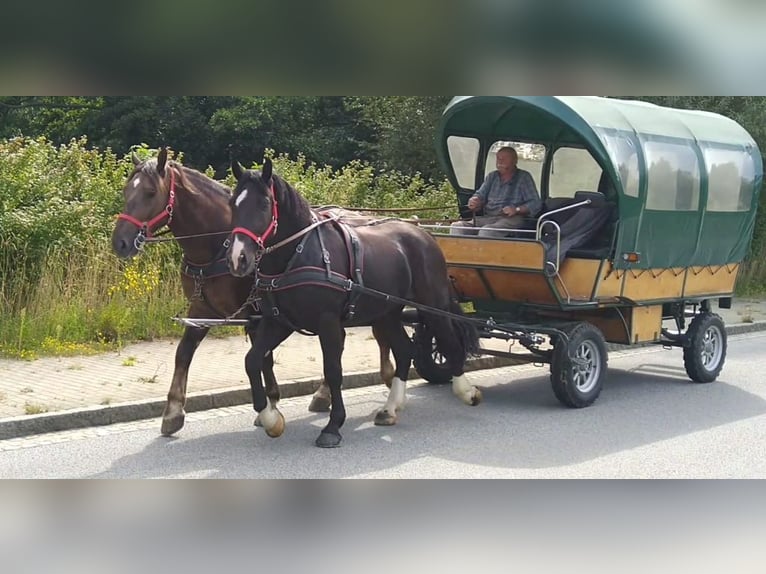 Schweres Warmblut Wallach 4 Jahre 164 cm Rappe in Kamenz