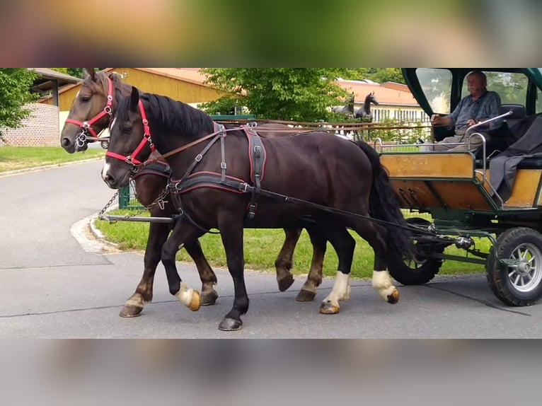 Schweres Warmblut Wallach 4 Jahre 164 cm Rappe in Kamenz