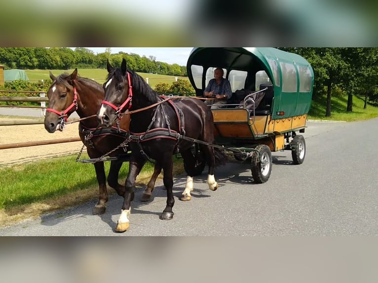 Schweres Warmblut Wallach 4 Jahre 164 cm Rappe in Kamenz