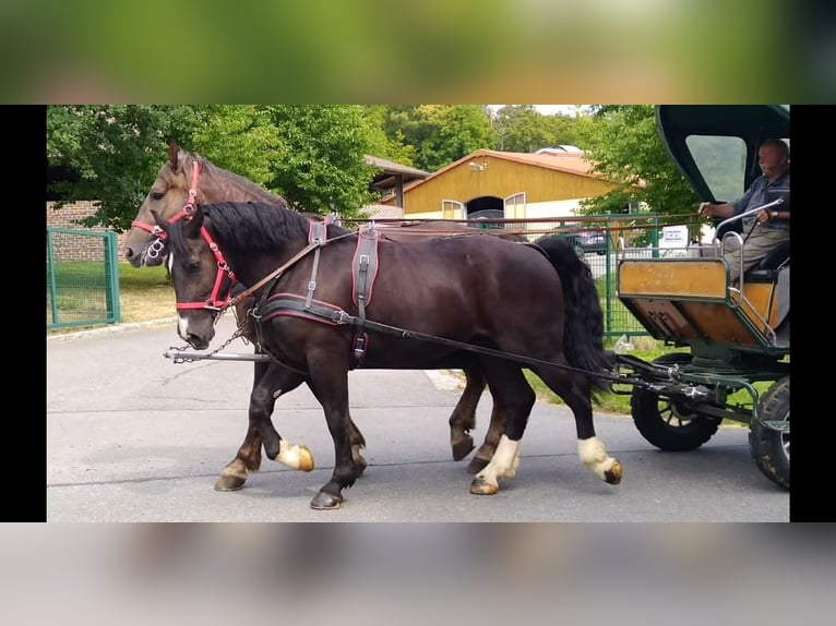 Schweres Warmblut Wallach 4 Jahre 164 cm Rappe in Kamenz