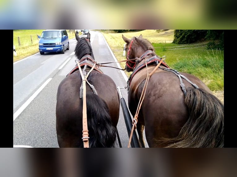 Schweres Warmblut Wallach 4 Jahre 164 cm Rappe in Kamenz