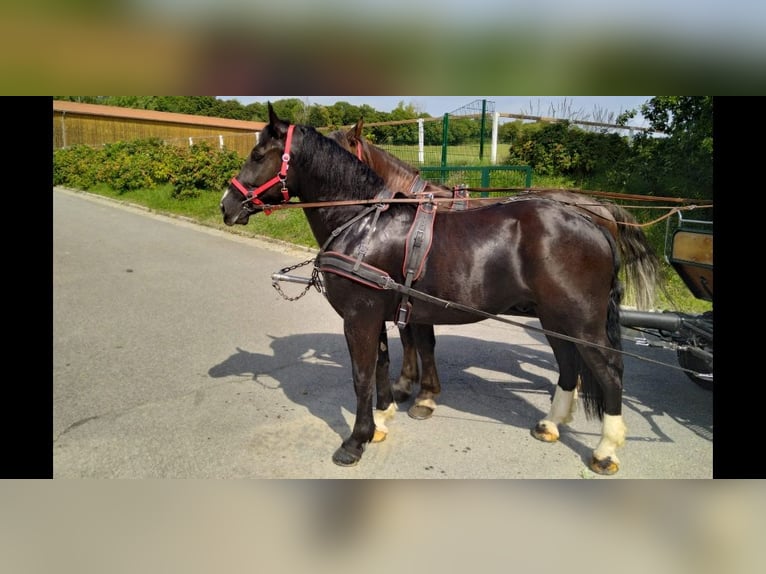 Schweres Warmblut Wallach 4 Jahre 164 cm Rappe in Kamenz