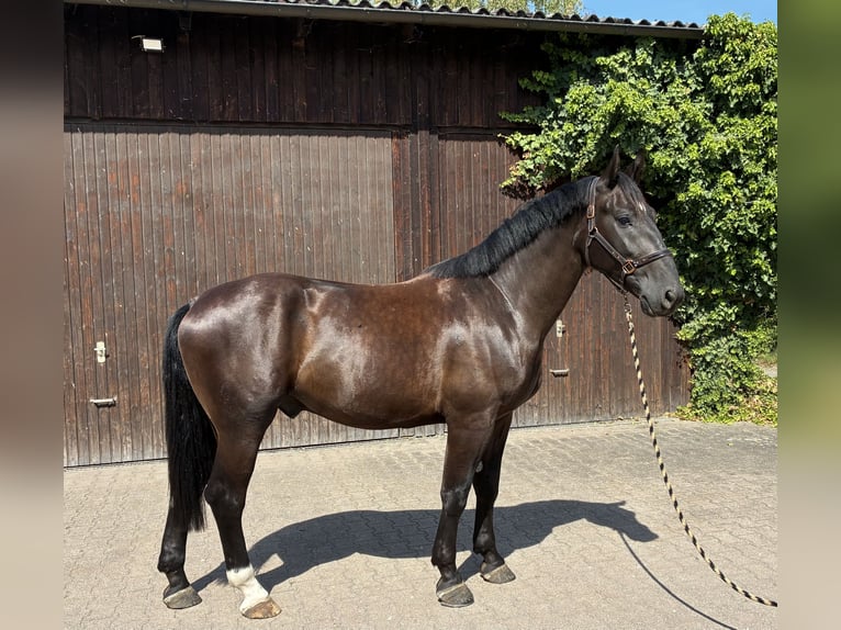Schweres Warmblut Wallach 4 Jahre 164 cm Rappe in Pfaffenhofen